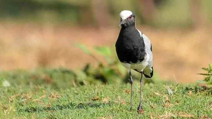 Blacksmith Lapwing